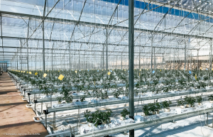 Nuevo Proyecto de Invernaderos para el Cultivo Hidropónico de Tomate en Almería